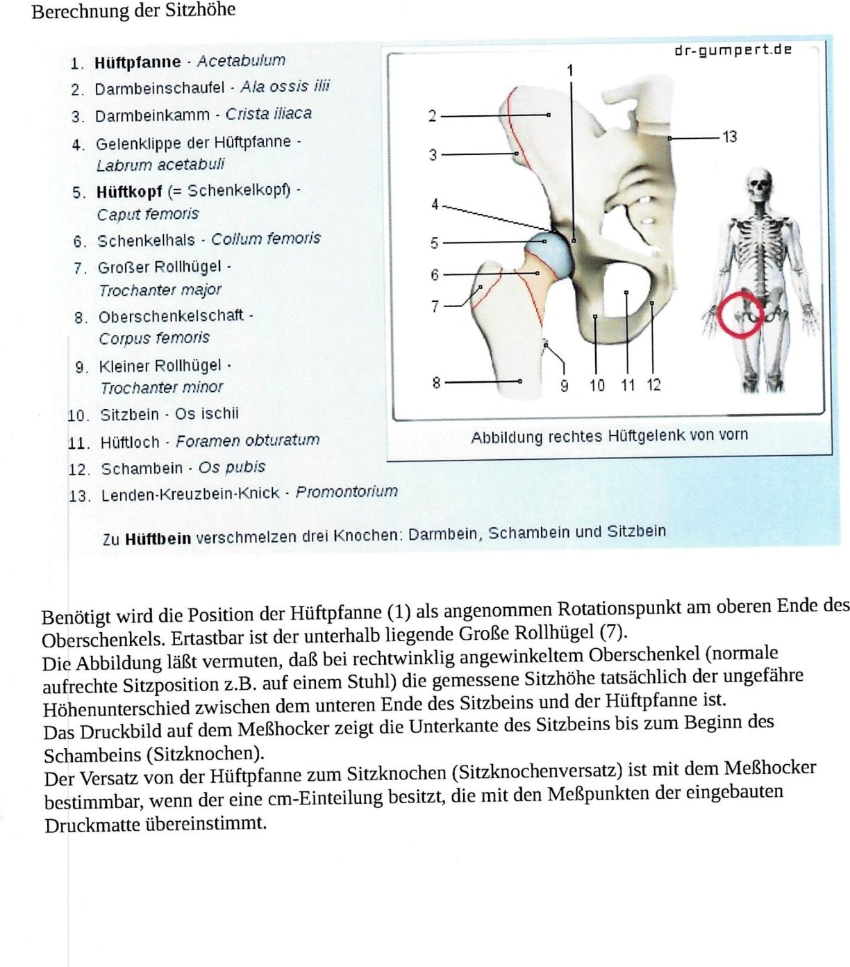 Anatomie von Hüftpfanne und Sitzbein